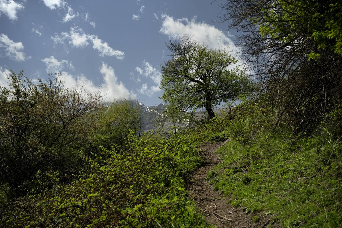 Forest trail under a blue sky