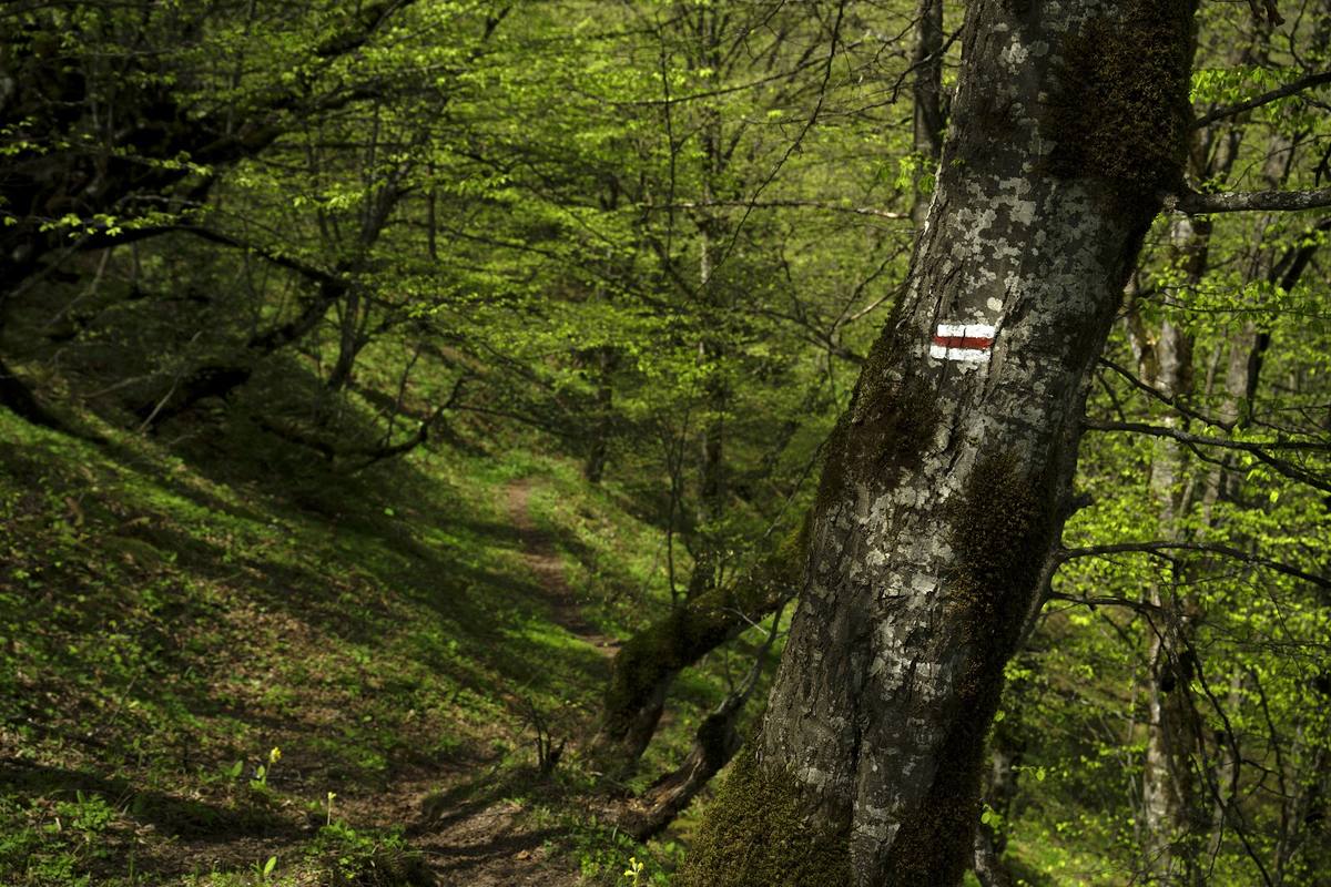 A waymarked path through the beech forest